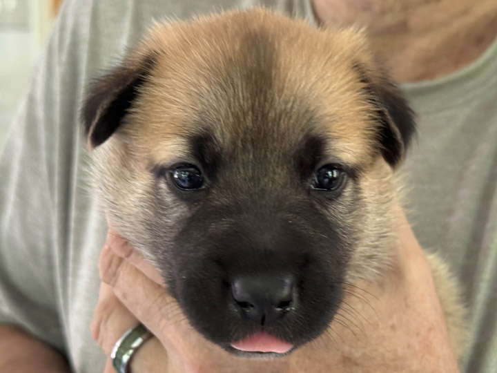 chinook puppy